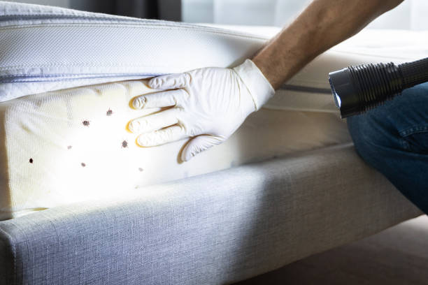 Best Ant Control Services  in Villas, NJ