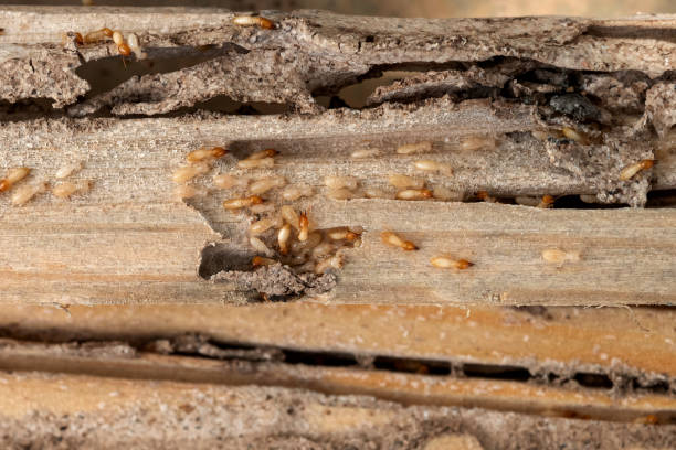 Best Wasp Removal Services  in Villas, NJ